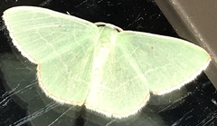 Nemoria lixaria