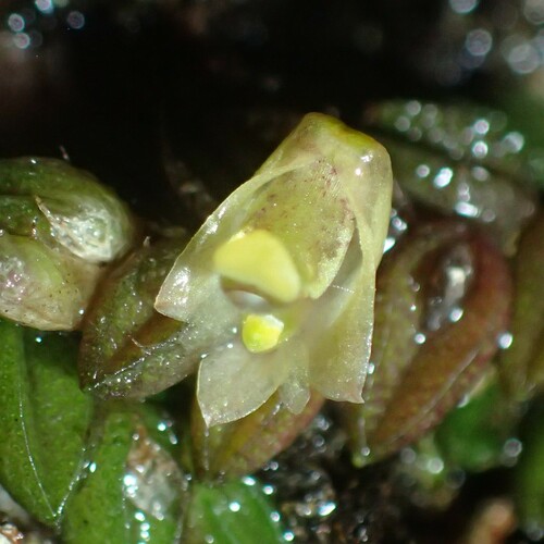 Image of Dendrobium toressae by (c) Hugo Innes, some rights reserved (CC BY)