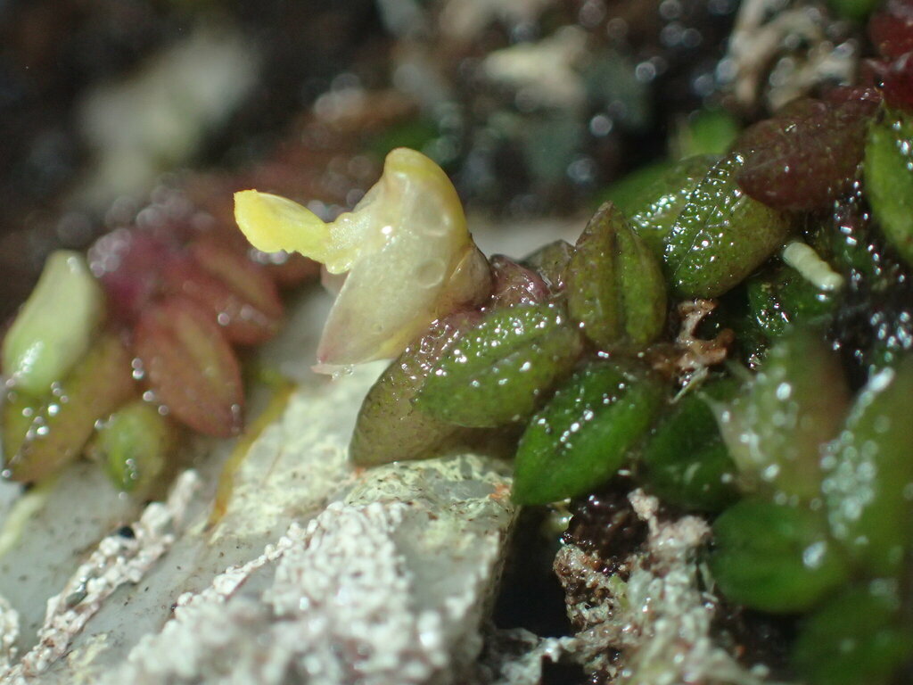 Dendrobium toressae (F.M.Bailey) Dockrill 3
