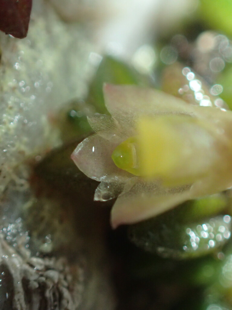 Dendrobium toressae (F.M.Bailey) Dockrill 4