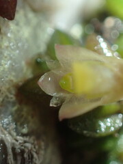 Dendrobium toressae, photograph (c) Hugo Innes, some rights reserved (CC BY)
