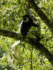 Colobus caudatus