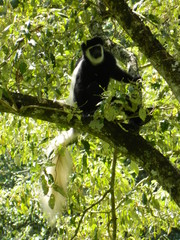 Colobus caudatus