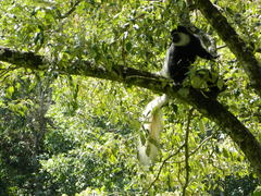 Colobus caudatus