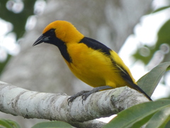 Yellow-Tailed Oriole photo 5
