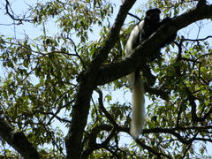 Colobus caudatus