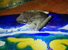 Craugastor crassidigitus