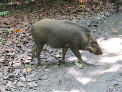 Sus scrofa vittatus