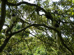 Colobus caudatus