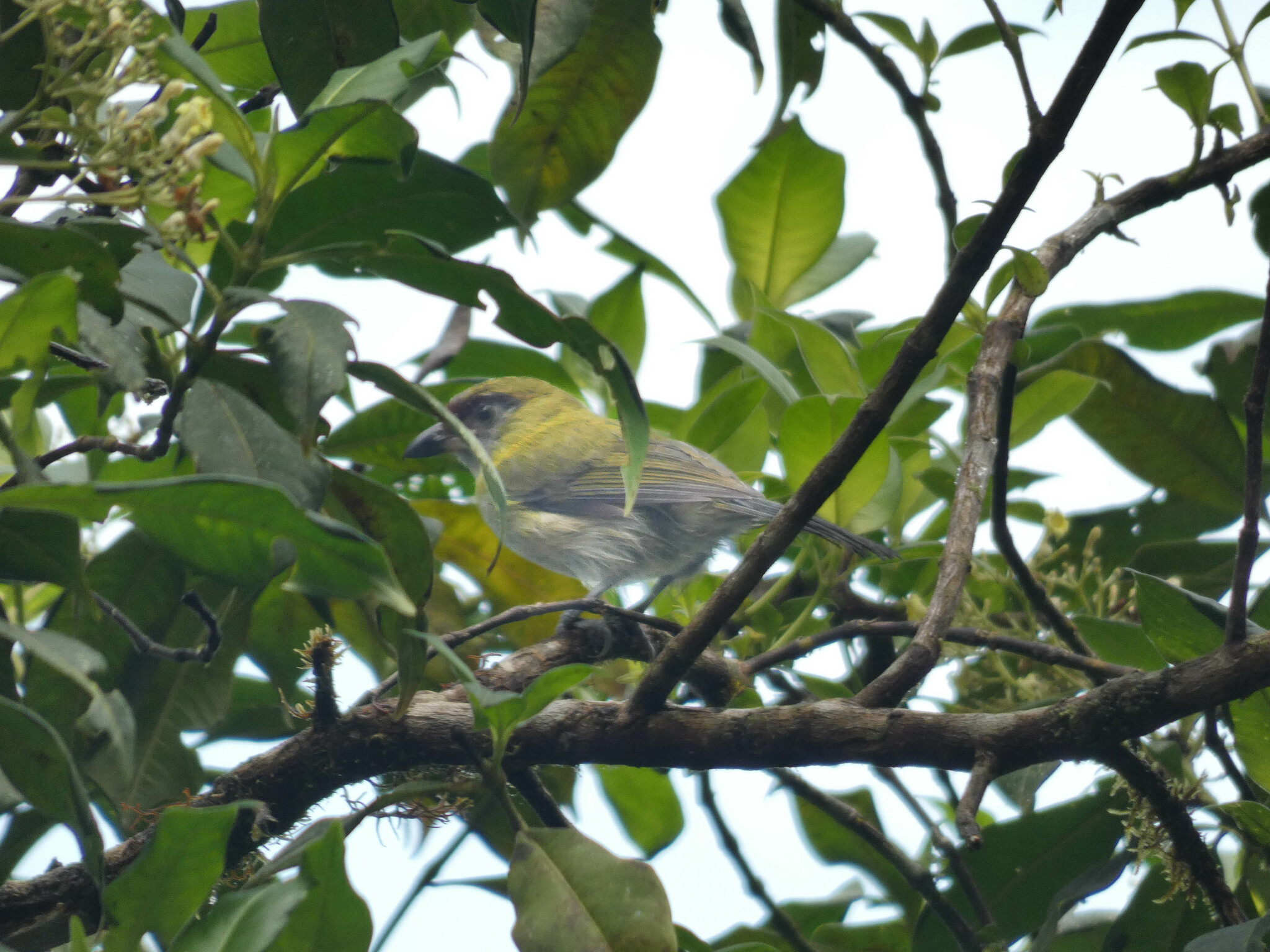Black-billed Peppershrike illustration