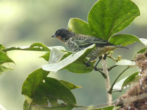 Rufous-throated Tanager (Ixothraupis rufigula), photo 7