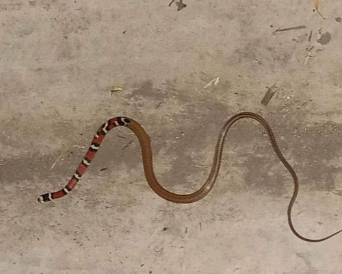 Guatemala Neckband Snake