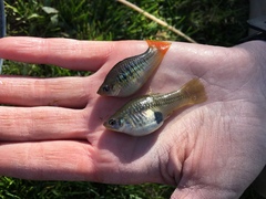 Xiphophorus variatus