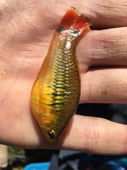 Xiphophorus variatus