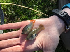 Xiphophorus variatus