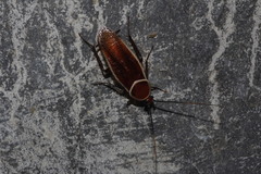 Pseudomops septentrionalis