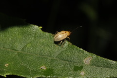 Colaspis hesperia