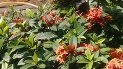 Papilio polytes romulus