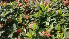 Papilio polytes romulus