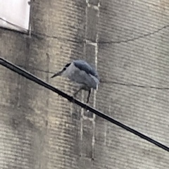 Nycticorax nycticorax