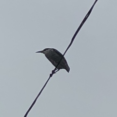 Nycticorax nycticorax