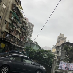 Nycticorax nycticorax