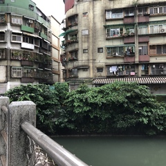 Nycticorax nycticorax