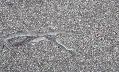 Masticophis taeniatus girardi
