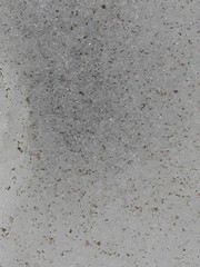 Chlamydomonas nivalis