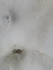 Chlamydomonas nivalis