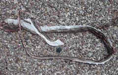 Masticophis taeniatus girardi