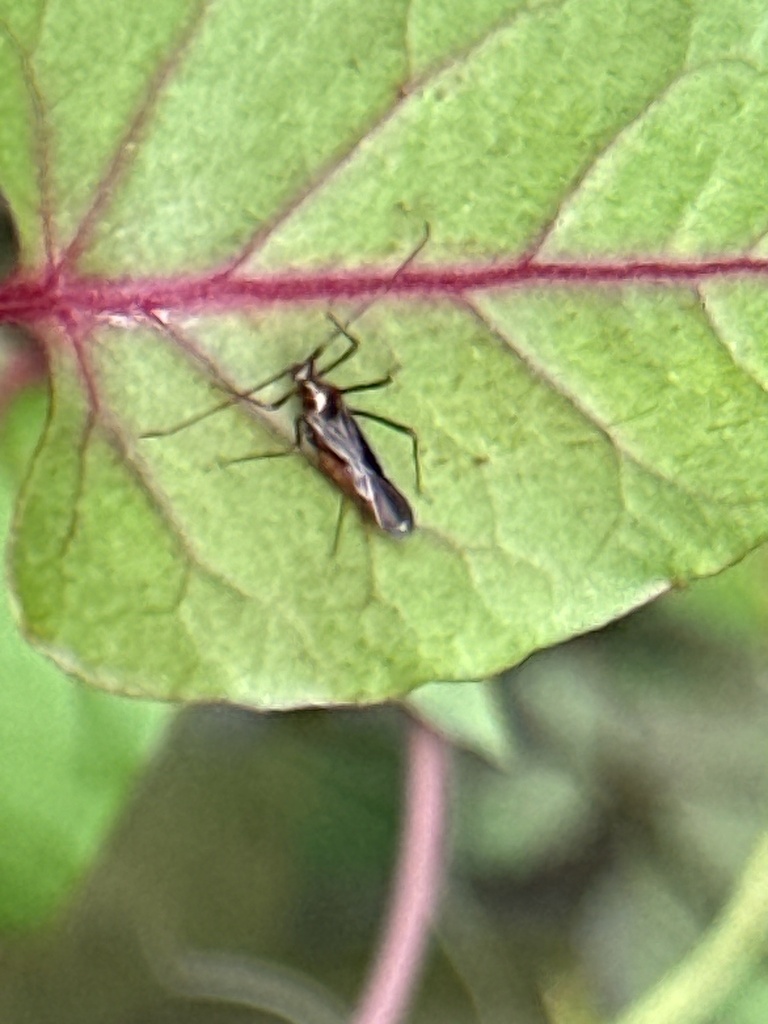 Helopeltis cinchonae from 頭份林豐道路, 橫山鄉, TW on May 14, 2023 at 11:13 AM ...