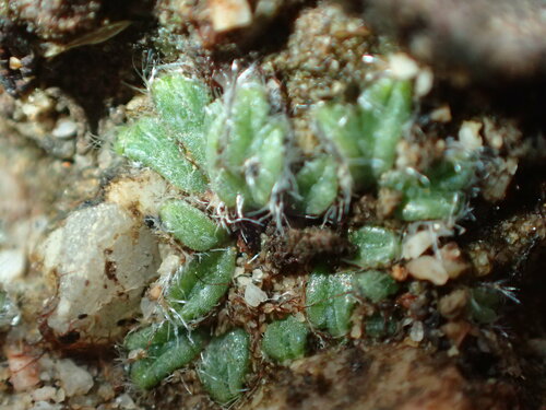 Image of Riccia crinita by (c) Hugo Innes, some rights reserved (CC BY)