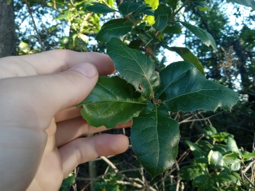 Coast Live × Interior Live Oak