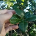 Quercus agrifolia × wislizeni - Photo (c) Leyton Reid, alguns direitos reservados (CC BY-NC), uploaded by Leyton Reid