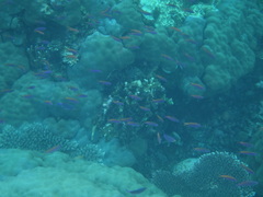 Mirolabrichthys tuka