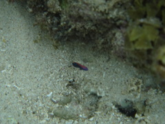 Pomacentrus bankanensis