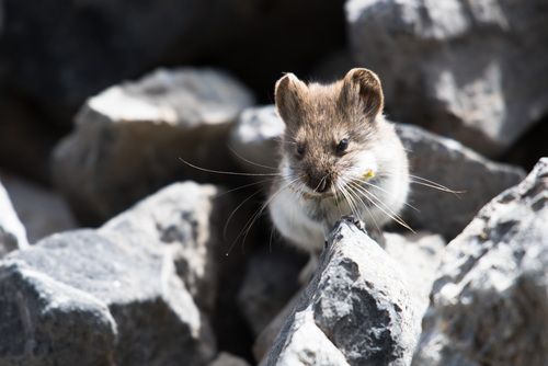 Strachey's mountain vole (Alticola stoliczkanus) — Least Concern Mammalia