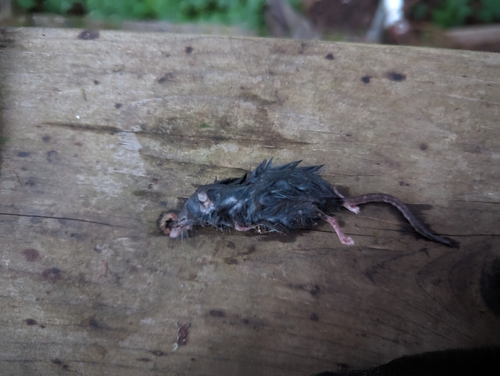 Trowbridge's Shrew