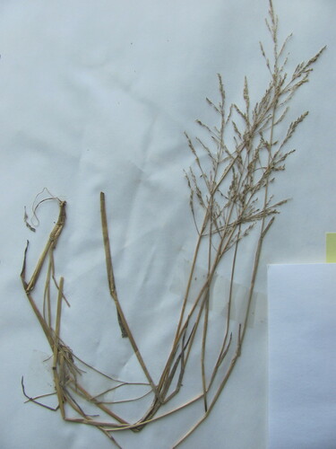 Puccinellia distans iNat (2)