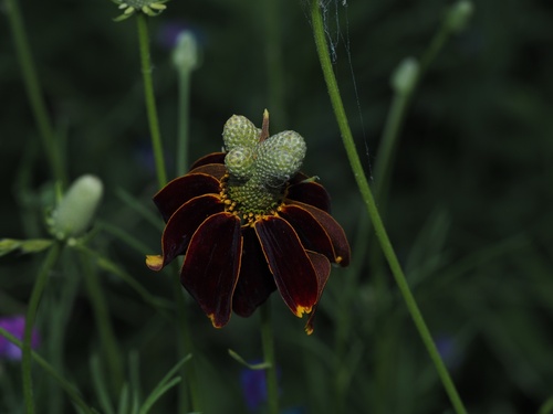 Ratibida columnifera