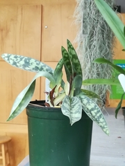 Paphiopedilum