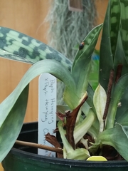 Paphiopedilum