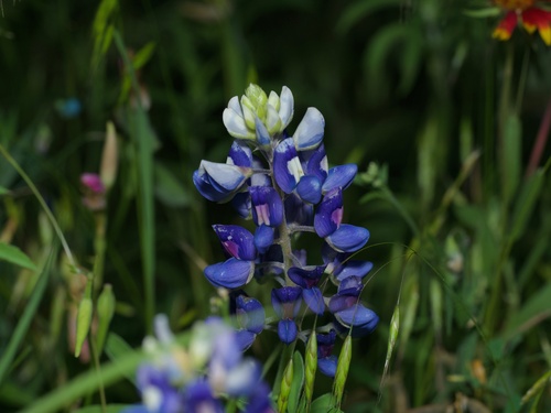 Lupinus texensis