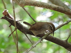 White-Bellied Wren photo 3