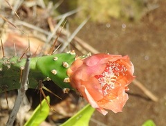Opuntia elatior