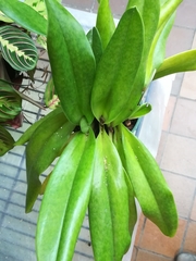 Paphiopedilum