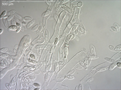 Aureobasidium pullulans