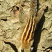 Cambodian Striped Squirrel - Photo (c) Colin Trainor, some rights reserved (CC BY-NC), uploaded by Colin Trainor