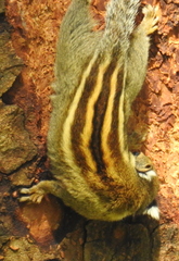 Cambodian Striped Squirrel photo 5